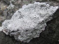 Phlyctis petraea