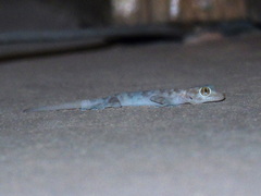 Ptyodactylus hasselquistii