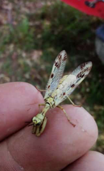 Paramantispa decorata