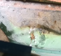 Lycosidae