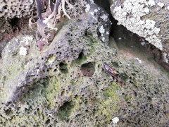 Cryptella