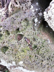 Cryptella