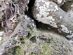 Cryptella