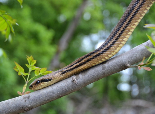 Kravosas (Elaphe quatuorlineata)