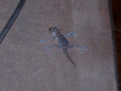 Ptyodactylus hasselquistii