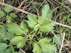 Ranunculus sieboldii