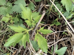 Ranunculus sieboldii