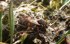 Nomada leucophthalma