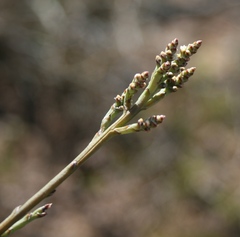 Thesium flexuosum