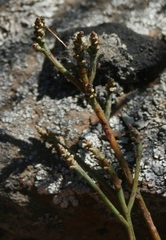 Thesium flexuosum