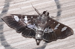 Desmia ufeus