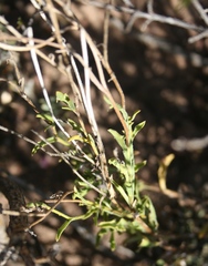 Osteospermum scariosum