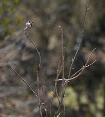 Osteospermum scariosum