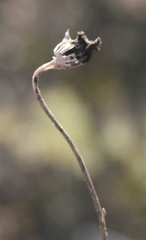 Osteospermum scariosum