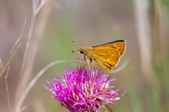 Hesperia meskei