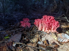Ramaria araiospora