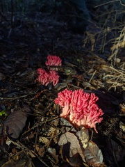 Ramaria araiospora