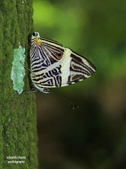 Colobura dirce dirce