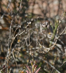 Osteospermum scariosum