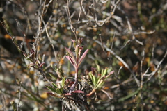 Osteospermum scariosum