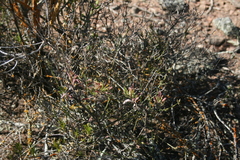 Osteospermum scariosum