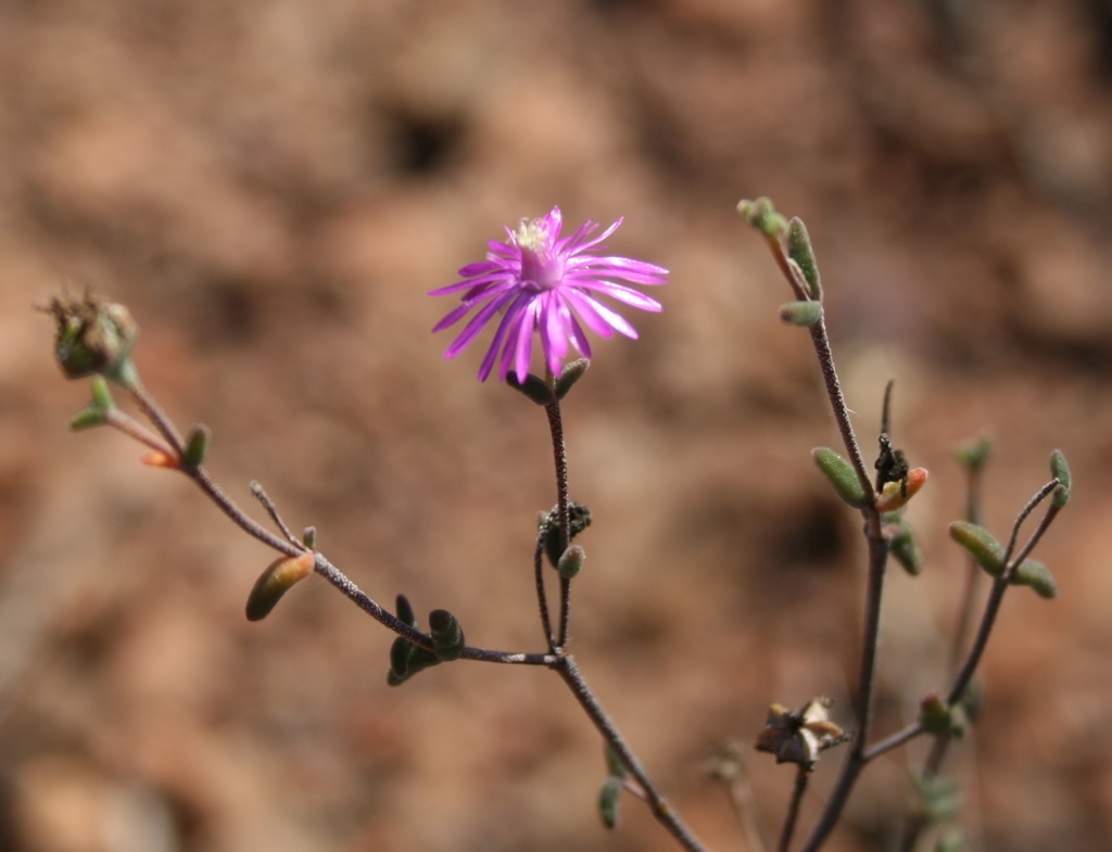 Karoo Dewfig