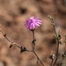 Drosanthemum karrooense - Photo (c) Steven Molteno,  זכויות יוצרים חלקיות (CC BY-NC), הועלה על ידי Steven Molteno