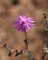 Drosanthemum karrooense