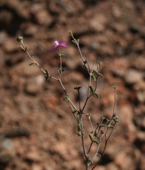 Drosanthemum karrooense