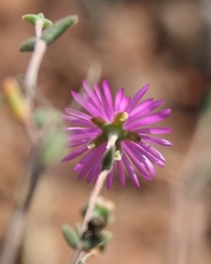 Drosanthemum karrooense