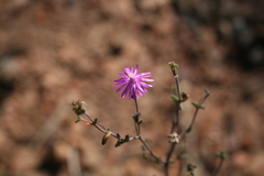 Drosanthemum karrooense