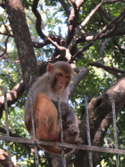 Macaca mulatta
