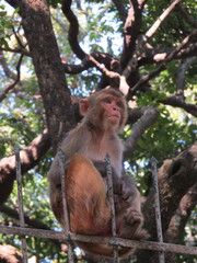 Macaca mulatta
