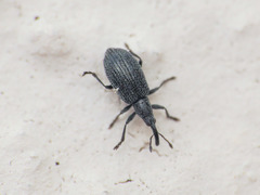 Stenopterapion tenue