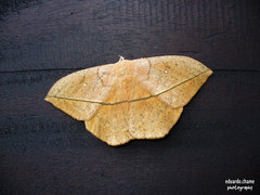 Lonomia electra