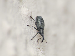 Stenopterapion tenue