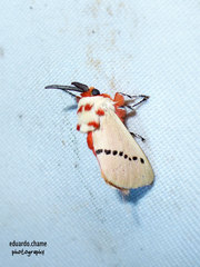 Trosia nigropunctigera