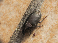 Amara eurynota