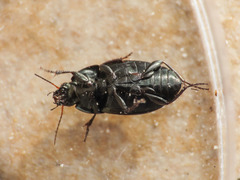 Amara eurynota