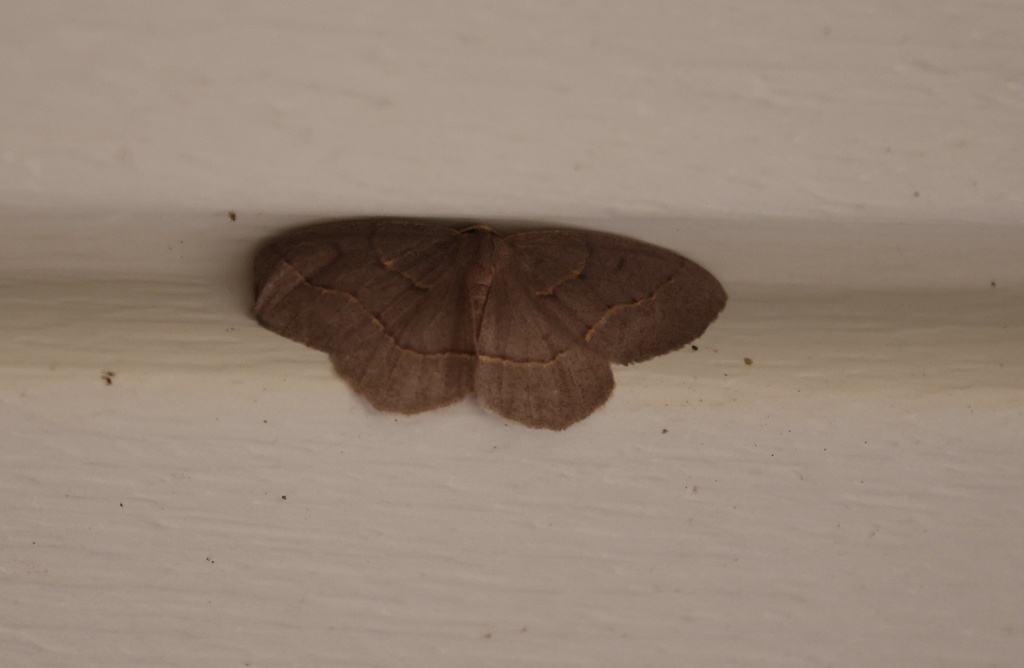 Curved-lined Looper Moth
