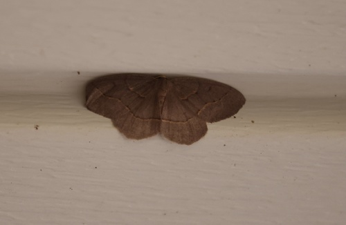 Curved-lined Looper Moth