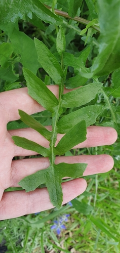 Sonchus image