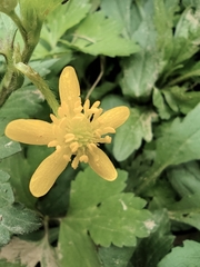 Ranunculus sieboldii