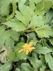 Ranunculus sieboldii