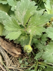 Ranunculus sieboldii