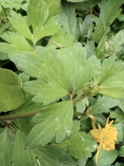 Ranunculus sieboldii