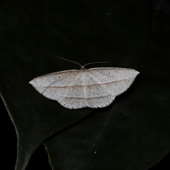 Heteralex rectilineata