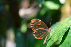 Greta morgane morgane