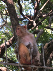 Macaca mulatta