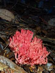 Ramaria araiospora
